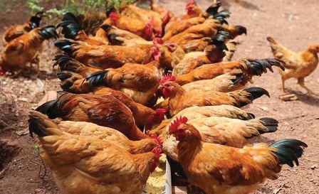 Kỹ thuật nuôi gà giò siêu thịt