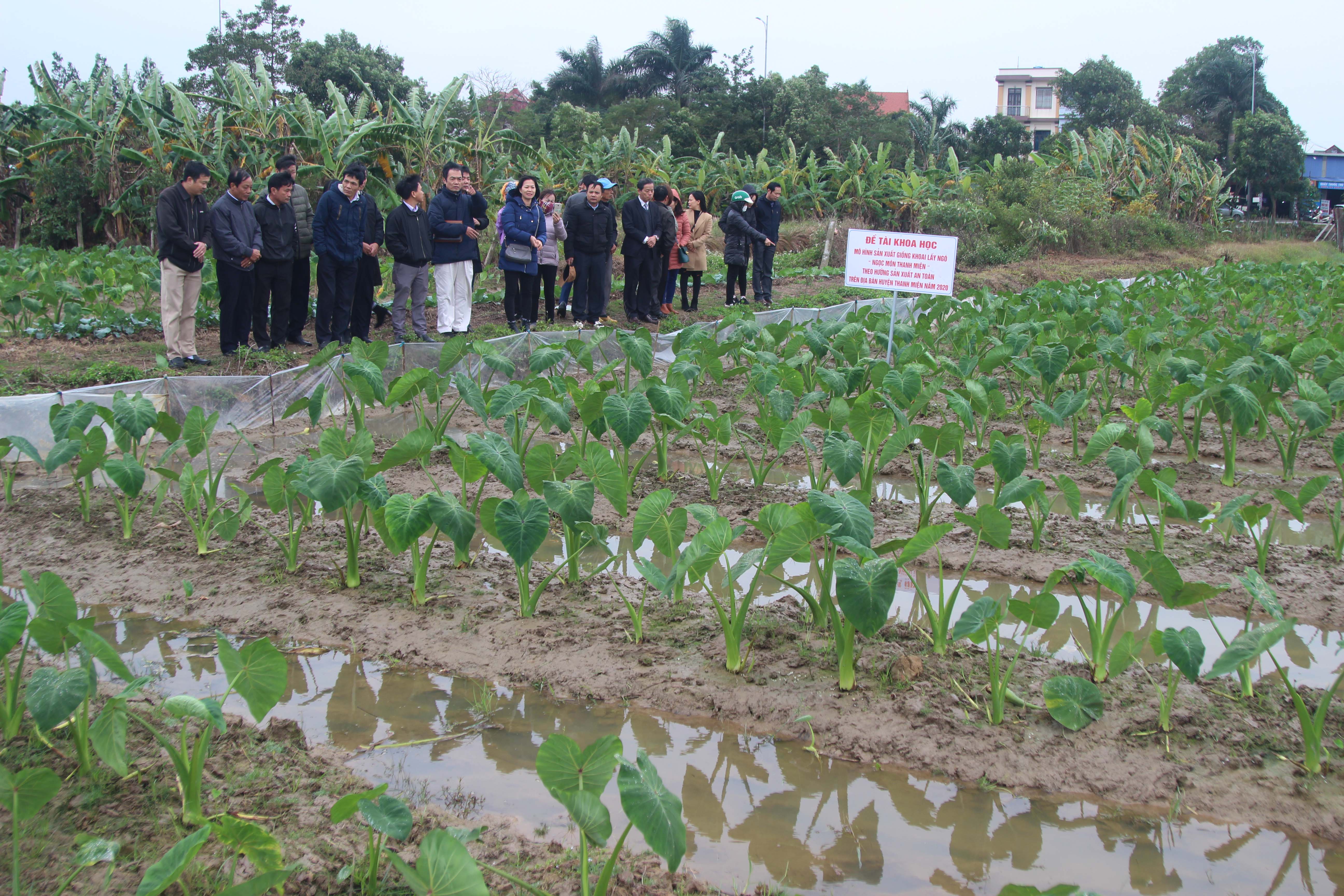 Sản xuất giống khoai lấy ngó “Ngọc môn Thanh Miện” theo hướng an toàn