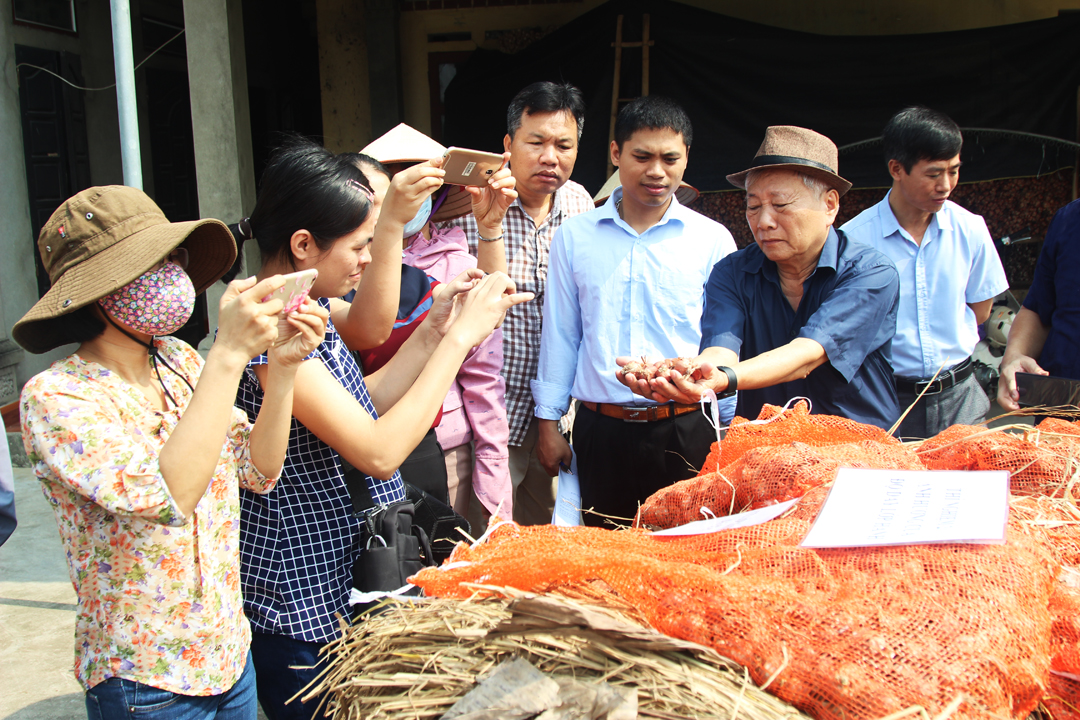 Ứng dụng chế phẩm vi sinh vật hữu hiệu Emina, phân hữu cơ trong sản xuất hành và biện pháp bảo quản hành bằng rơm