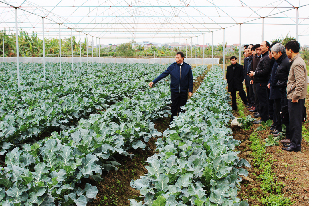 Bí thư Tỉnh ủy Nguyễn Mạnh Hiển thăm một số mô hình sản xuất nông nghiệp tại các huyện Thanh Hà, Gia Lộc