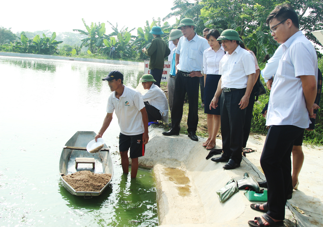 Hải Dương: Nuôi cá Chạch bùn cho hiệu quả kinh tế cao