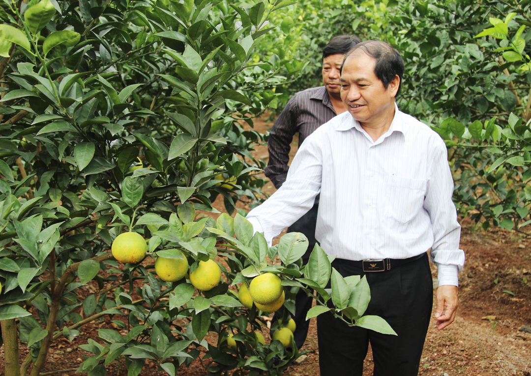 Một số biện pháp kỹ thuật chăm sóc Cam trong vụ thu đông