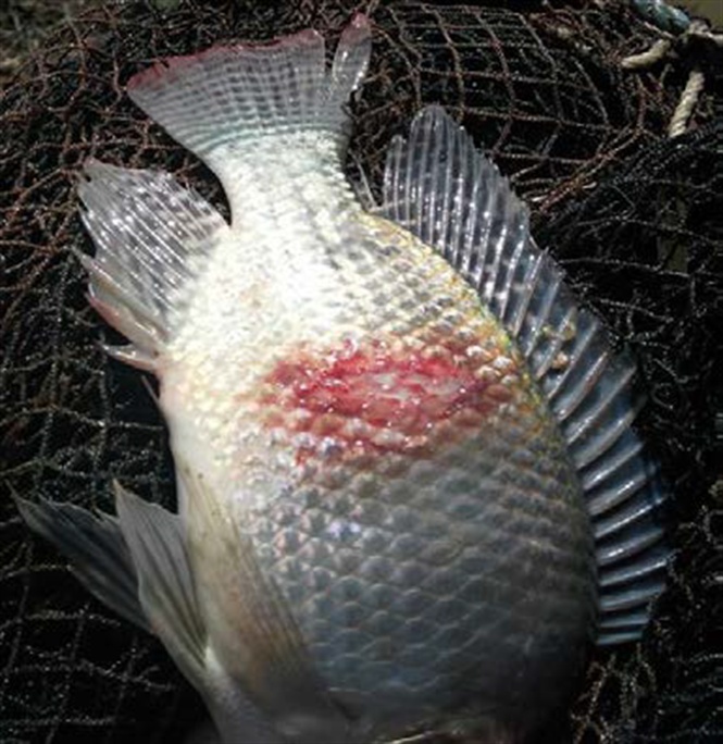 Hải Dương: chủ động phòng bệnh Tilapia Lake virus (TiLV) trên cá rô phi