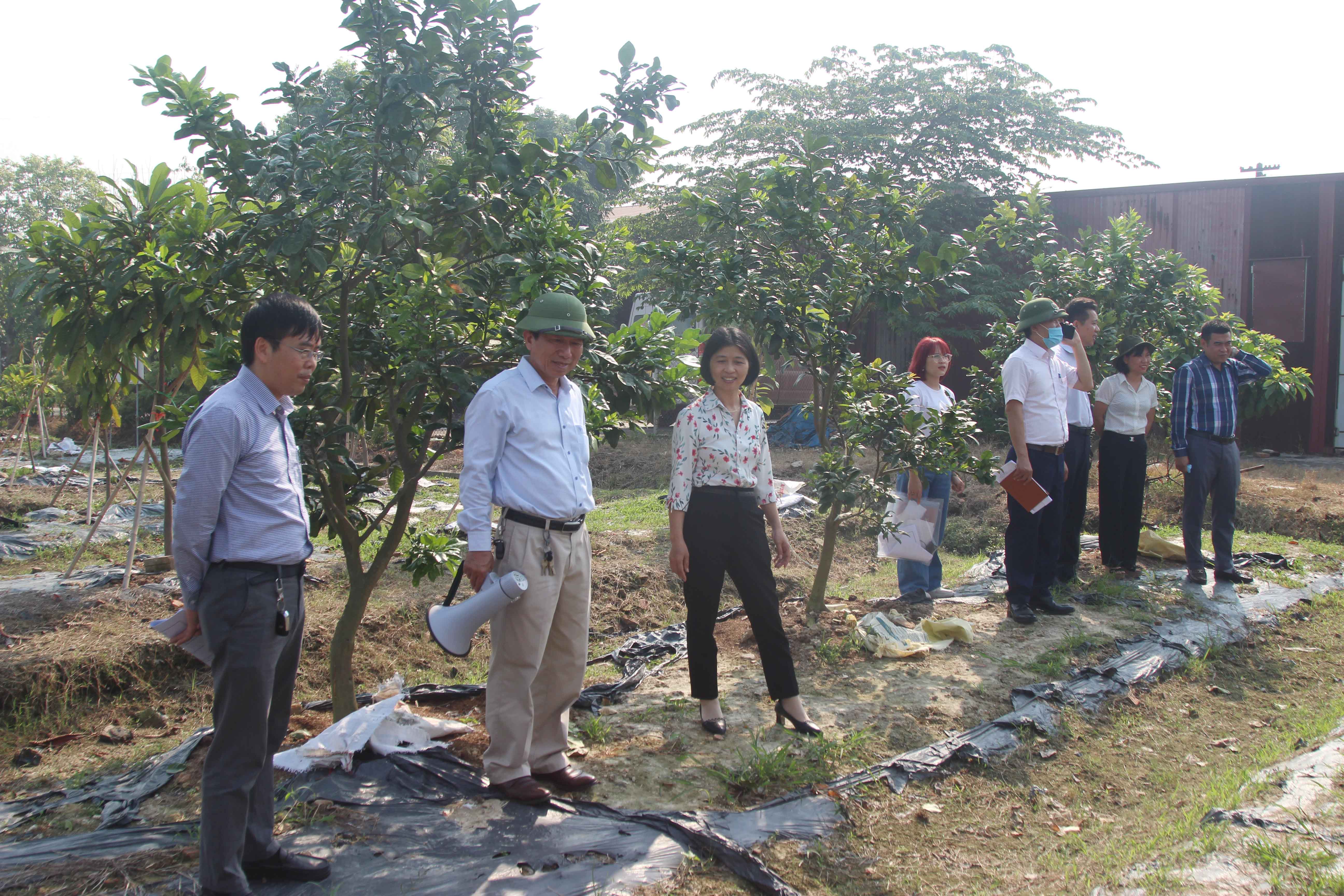 Mô hình sản xuất một số giống cây ăn quả mới