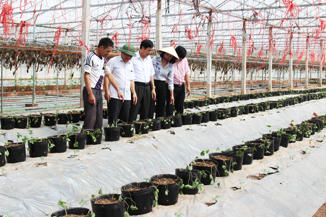 Một số yêu cầu sản xuất cây vụ đông ở Hải Dương