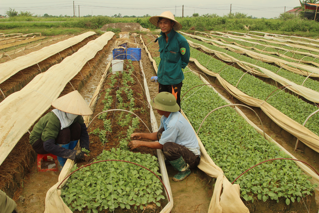 Một số giải pháp trồng cây vụ đông 2017 - 2018