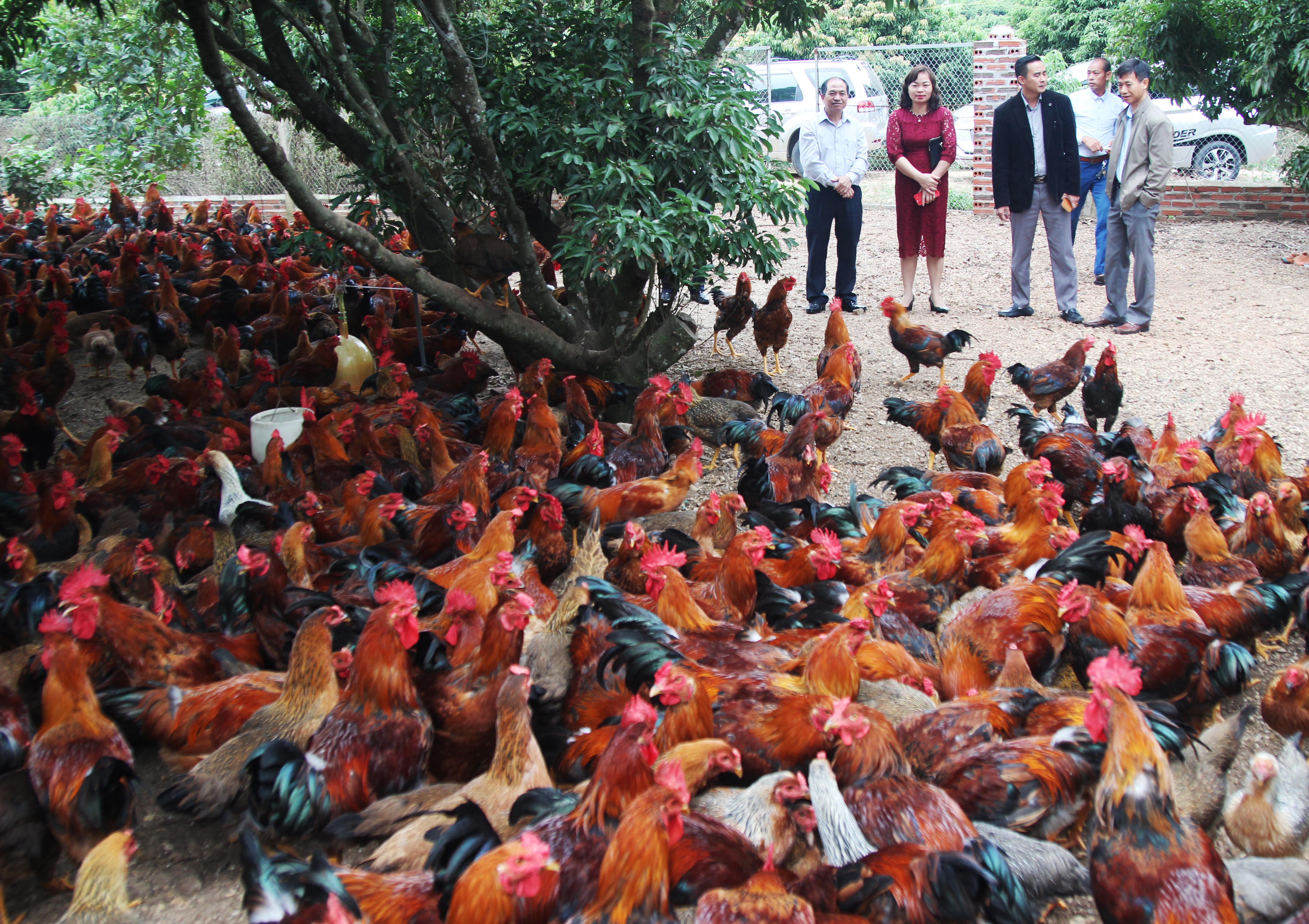 Phát triển sản xuất “Gà đồi Chí Linh”  theo chuỗi giá trị sản xuất