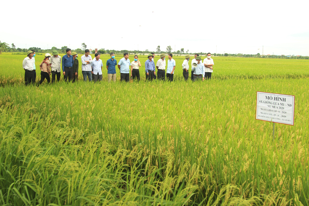 Lúa M1-NĐ cho năng suất, chất lượng cao