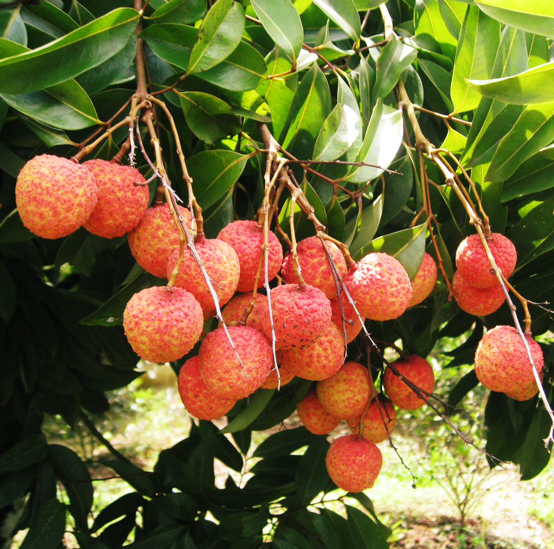 Hải Dương sẽ lần đầu tiên tổ chức lễ hội vải thiều Thanh Hà