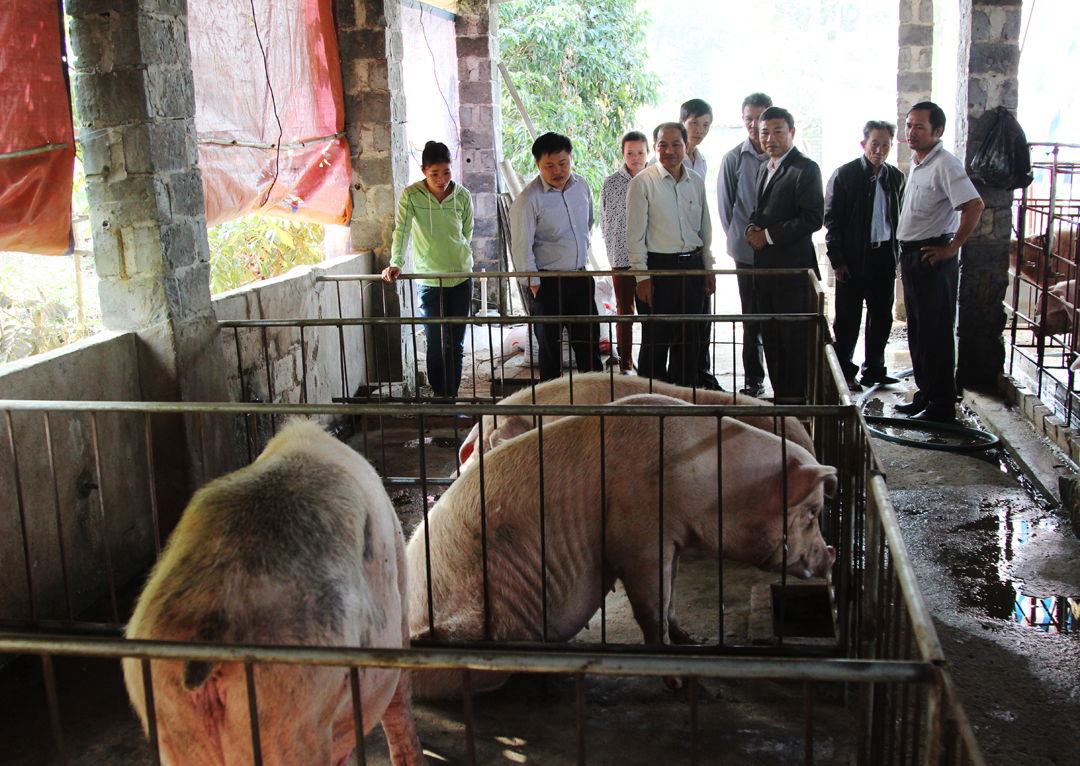 Hải Dương: Mô hình nuôi lợn thịt chất lượng cao từ các tổ hợp lai