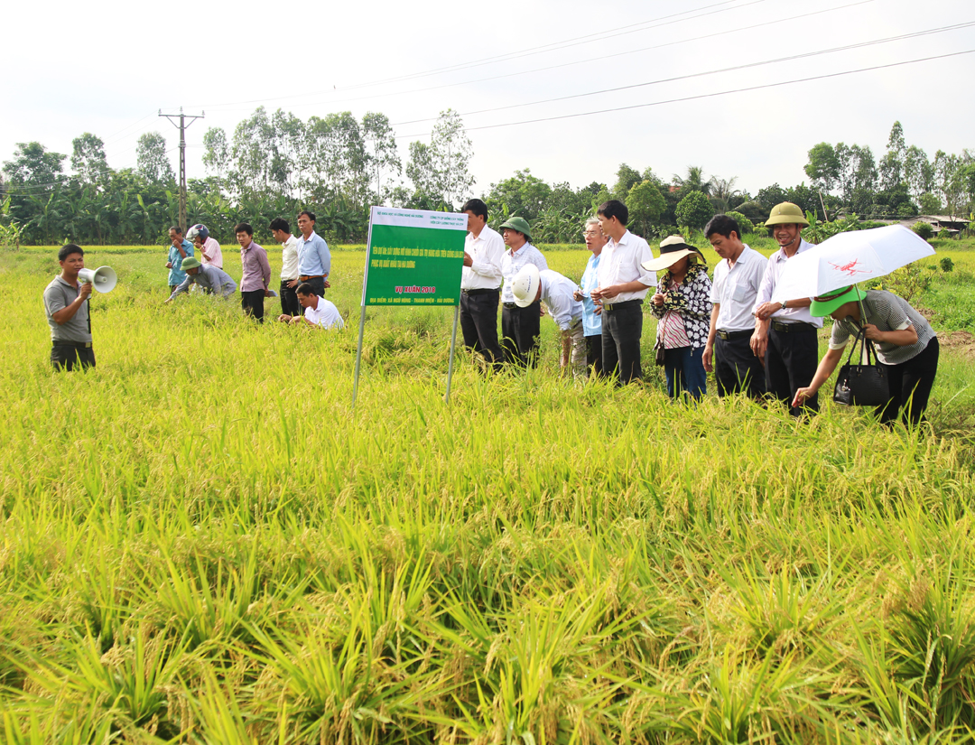 Mô hình chuỗi giá trị hàng hoá đối với giống lúa ĐS1 phục vụ xuất khẩu