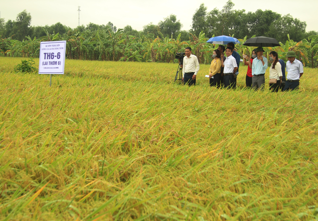 Giống lúa TH6-6 (lai thơm 6) cho năng suất, chất lượng cao