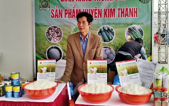 Phát triển đặc sản nếp quýt Kim Thành
