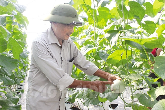 Nâng tầm sản phẩm nông nghiệp, nông thôn