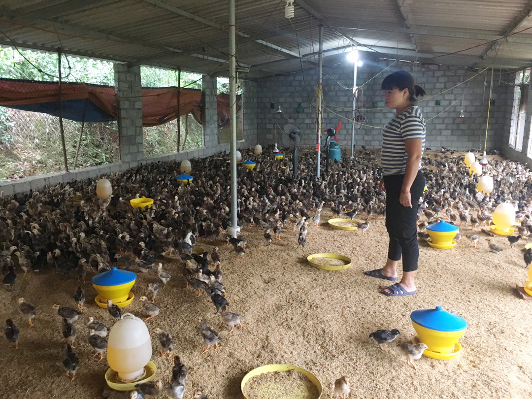 Bệnh cúm gia cầm H5N6 và các biện pháp phòng, chống