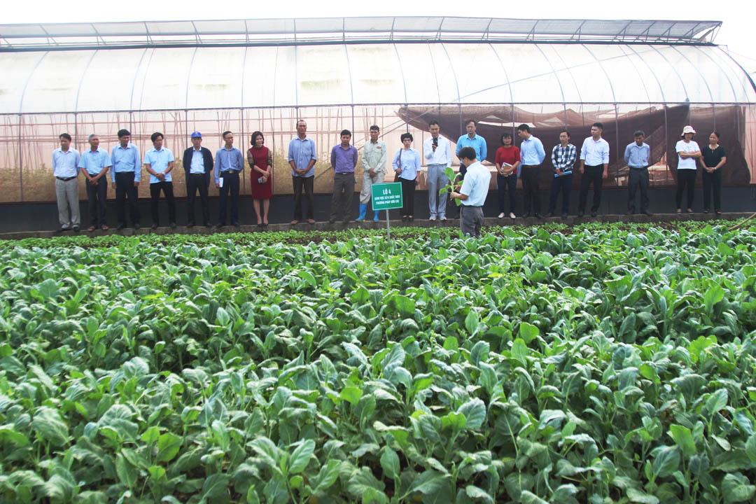 Mô hình sản xuất trình diễn một số giống rau mới có giá trị kinh tế cao
