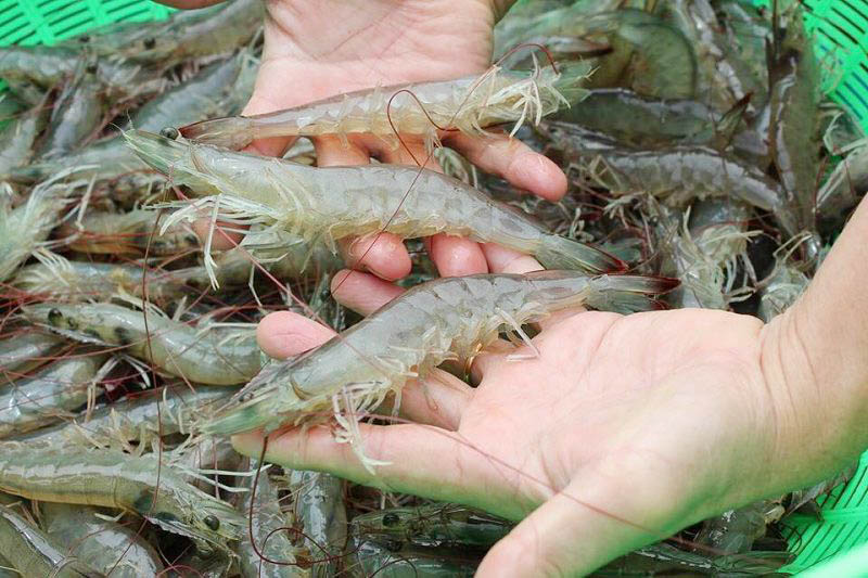 Hải Dương: Mô hình nuôi thương phẩm Tôm đồng phù hợp với điều kiện