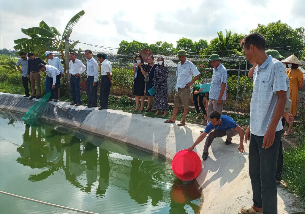 Hải Dương: Mô hình nuôi thương phẩm Tôm đồng phù hợp với điều kiện