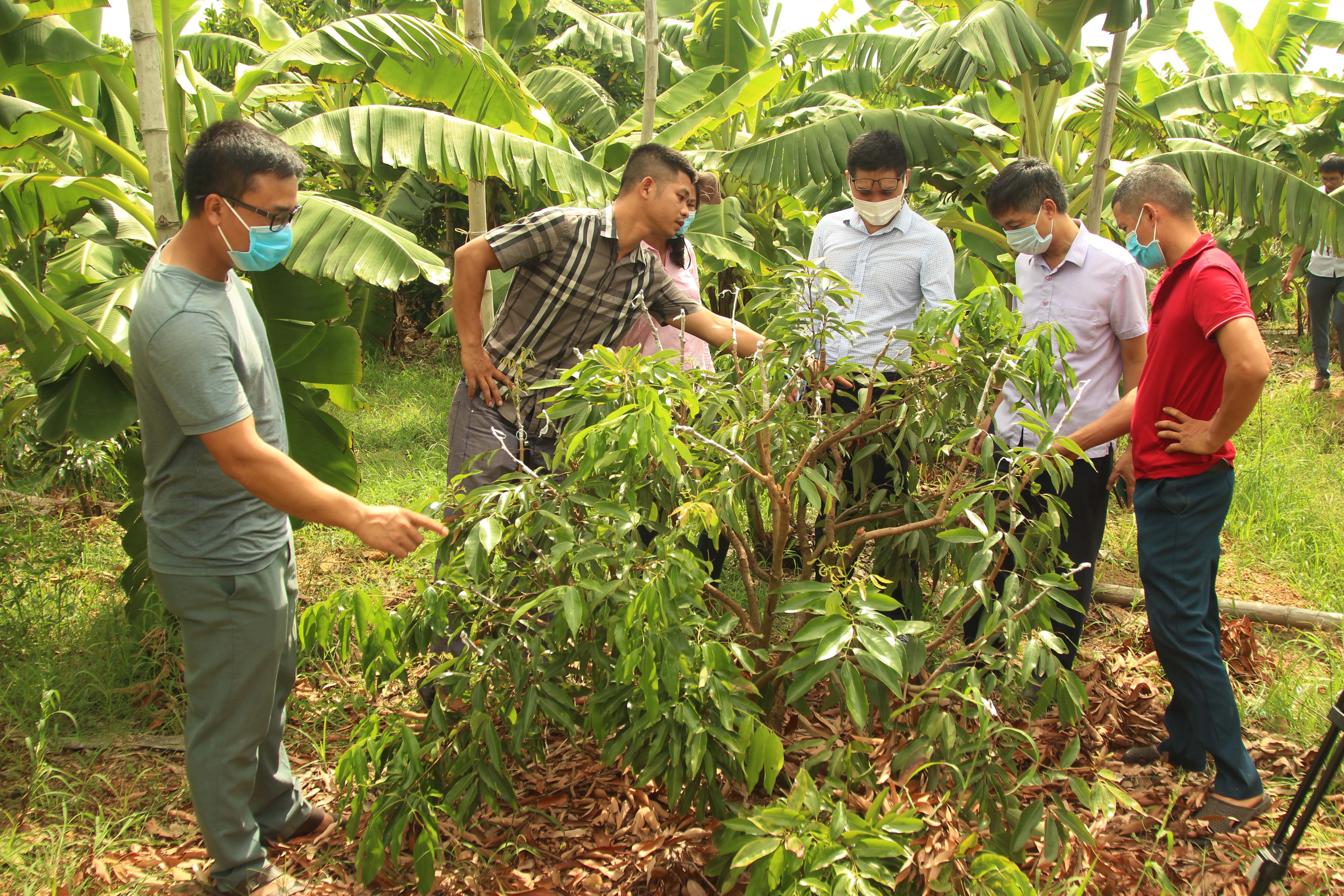 Mô hình trồng thử nghiệm giống vải chín sớm PH40