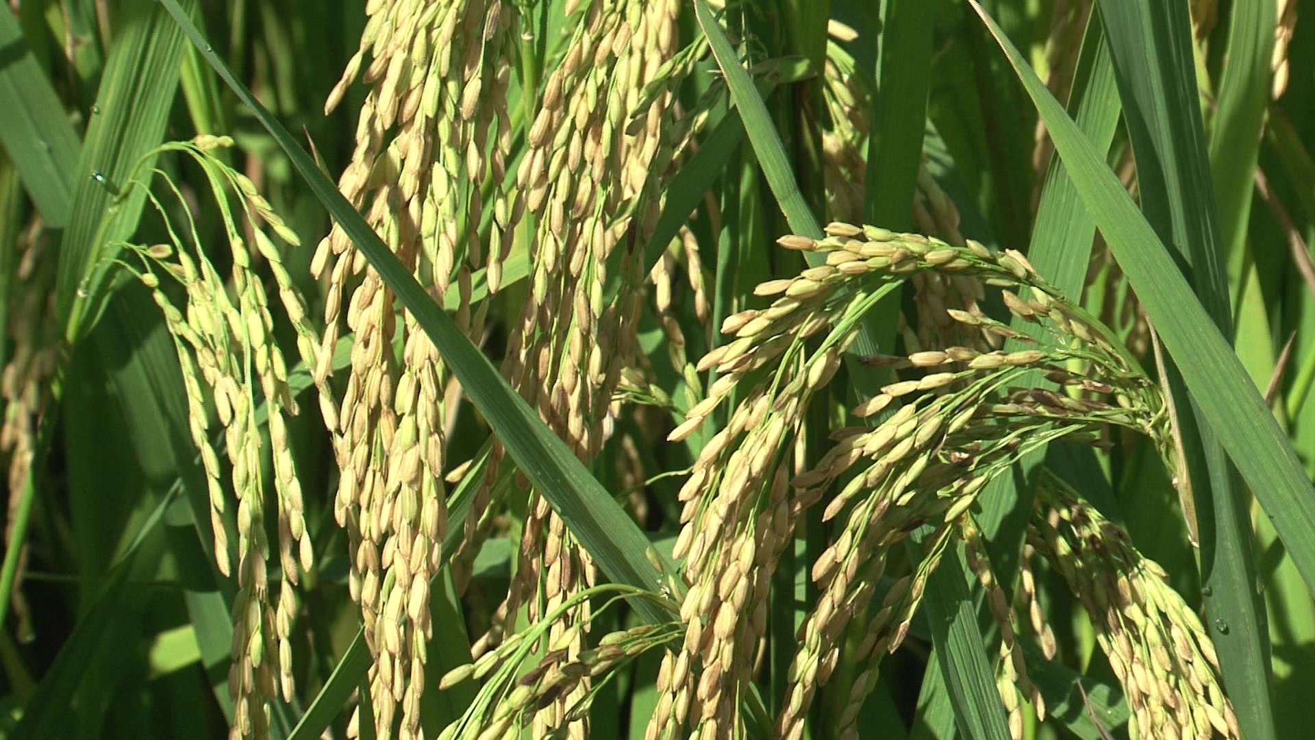 Video Clip: Xã An Thanh tập trung thu hoạch lúa ngoài bãi tránh ngập úng