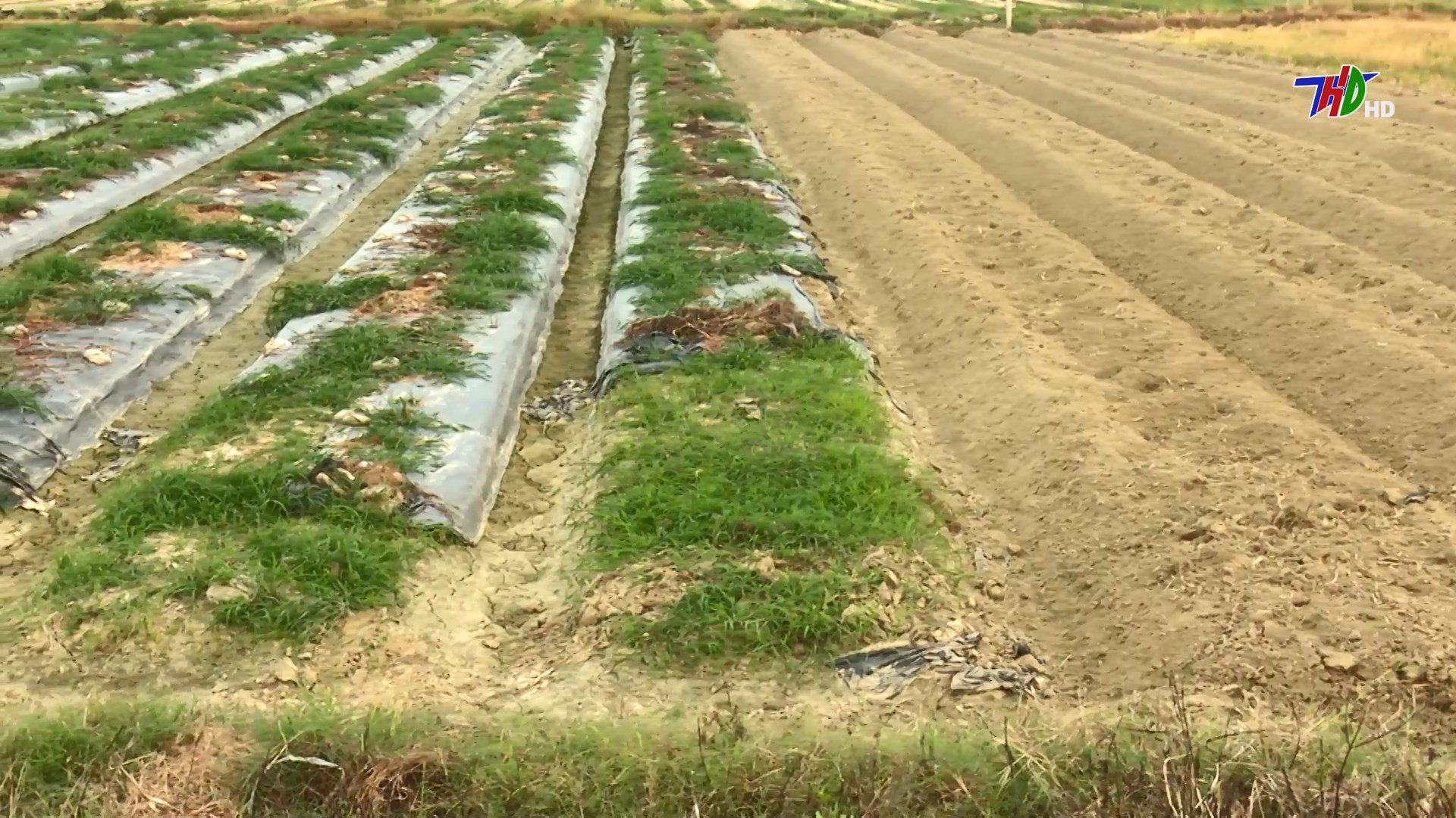 Video clip: Xử lý đất cho vụ đông