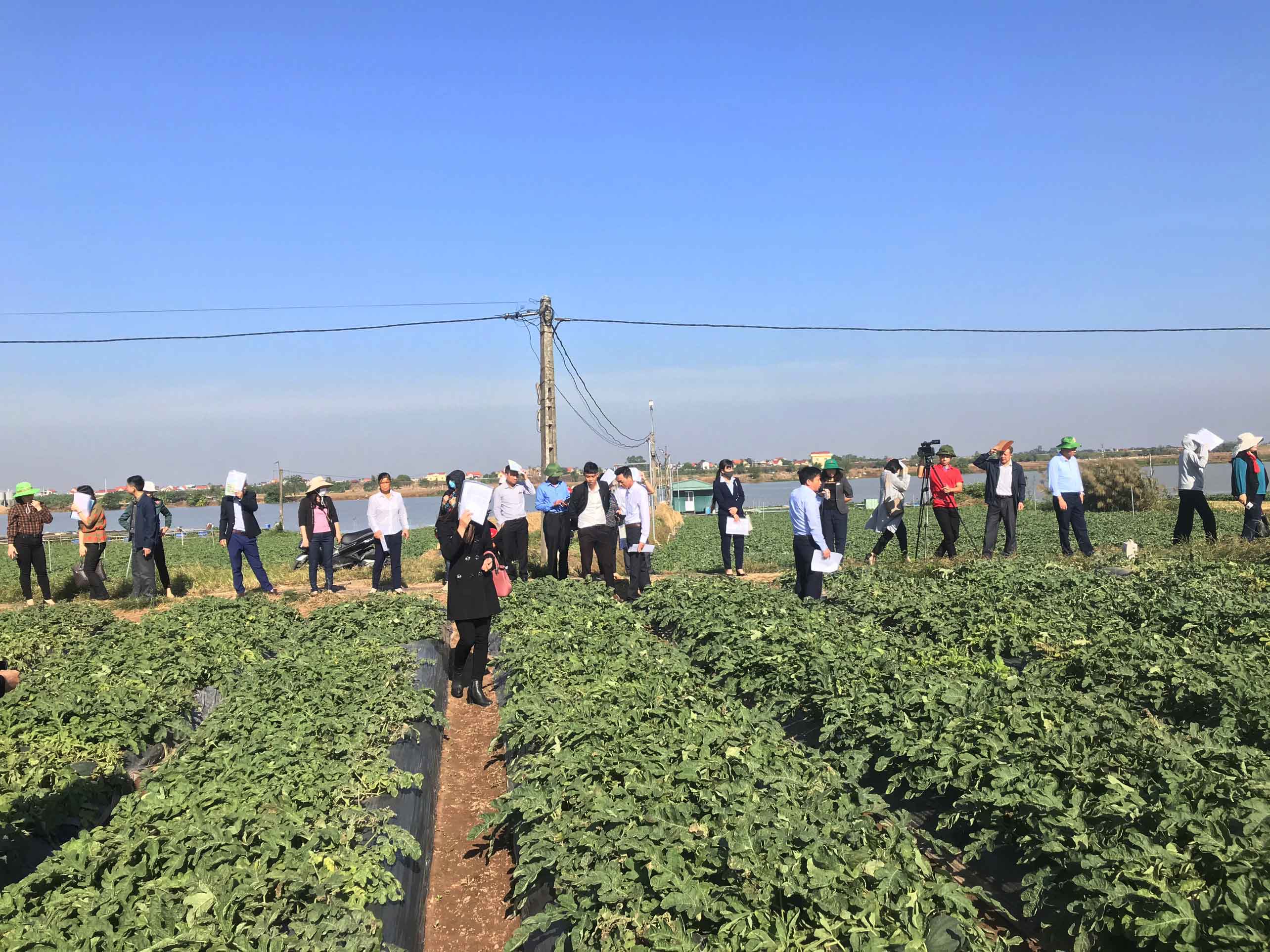 Nguyên nhân dưa lê, dưa hấu chết đồng loạt và giải pháp quản lý hiệu quả bệnh hại dưa