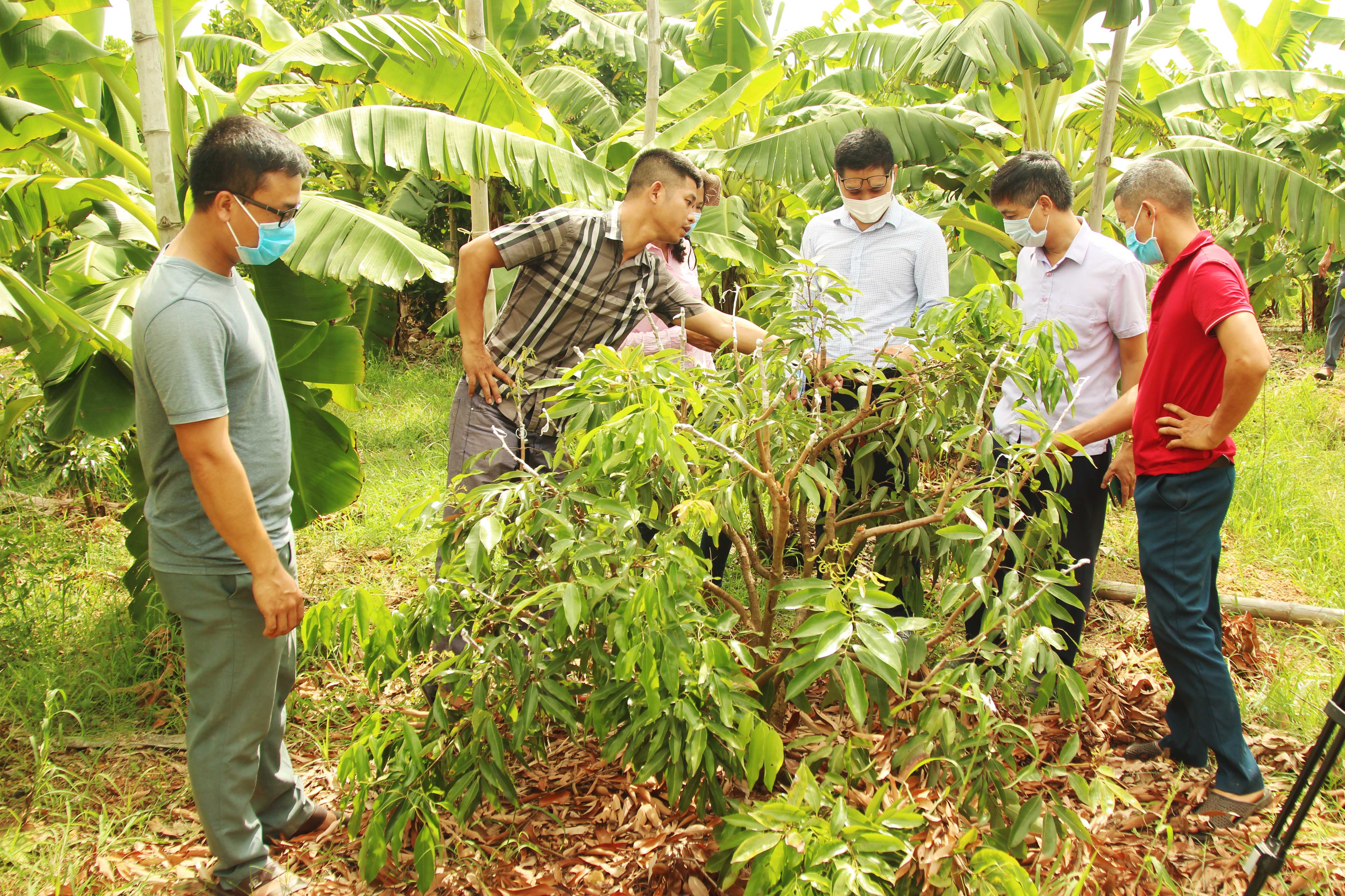 Thử nghiệm giống vải chín sớm PH40