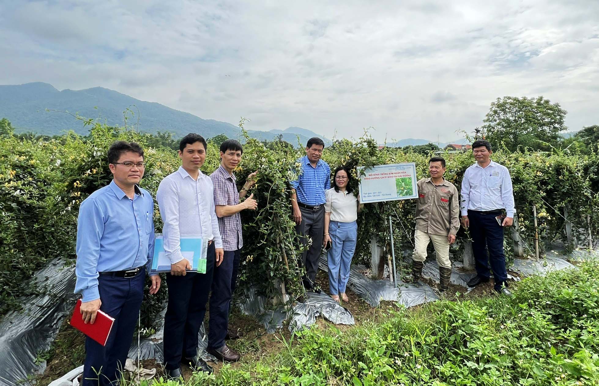 Cây kim ngân hoa dược liệu quý bước đầu trồng tại Hải Dương