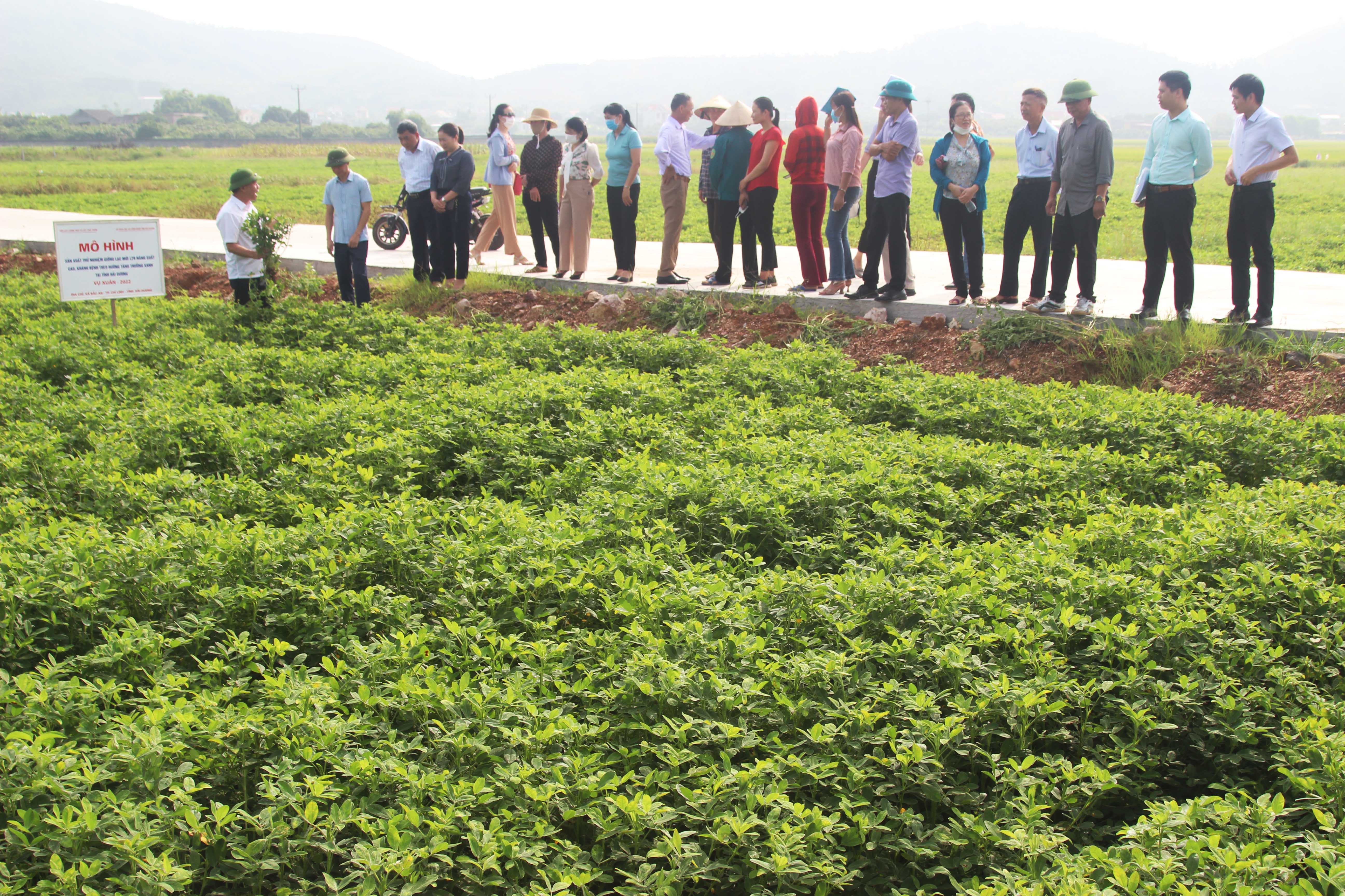 Giống lạc mới L29 cho năng suất cao