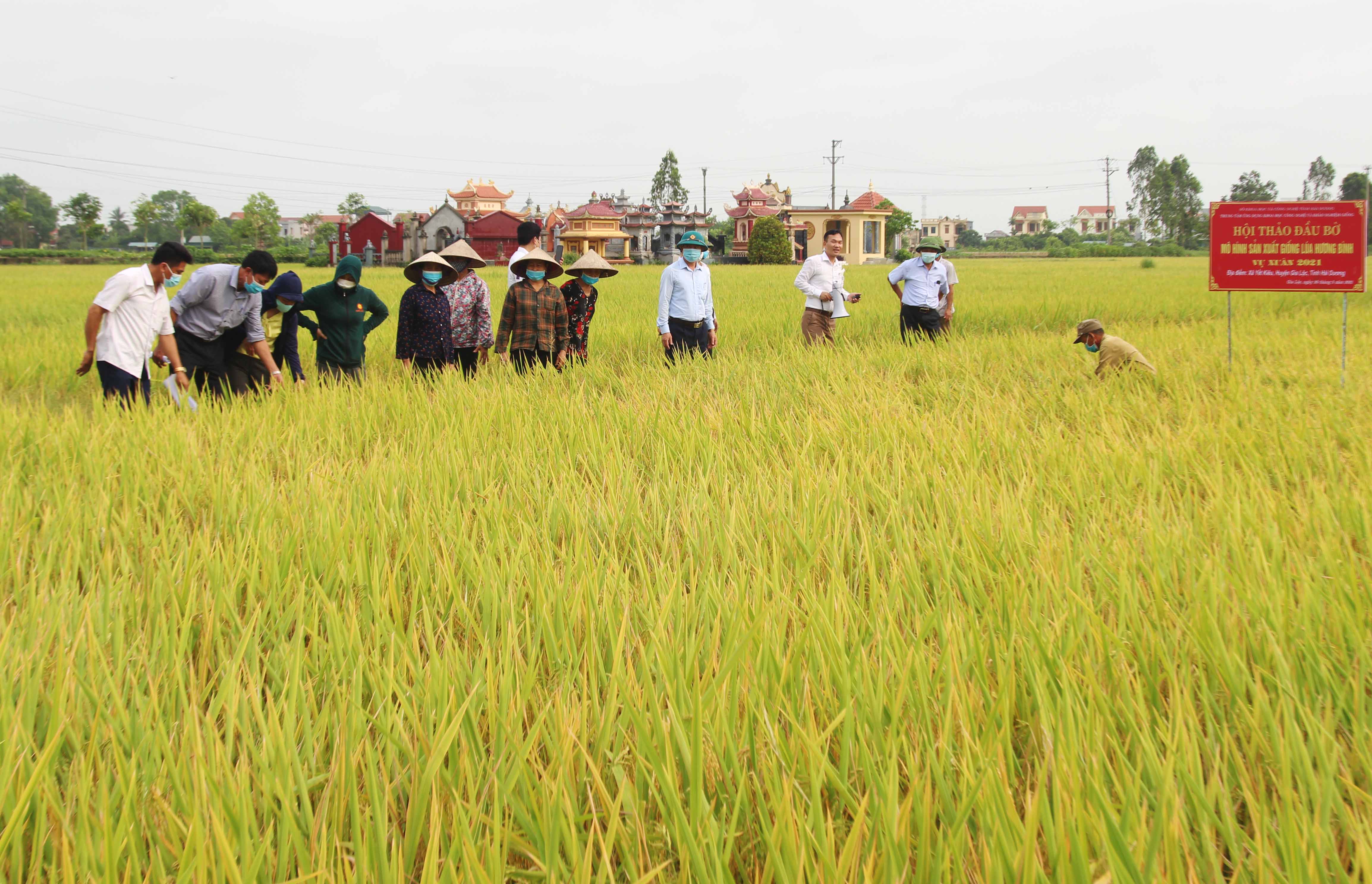 Mô hình lúa mới Hương Bình cho hiệu quả kinh tế cao