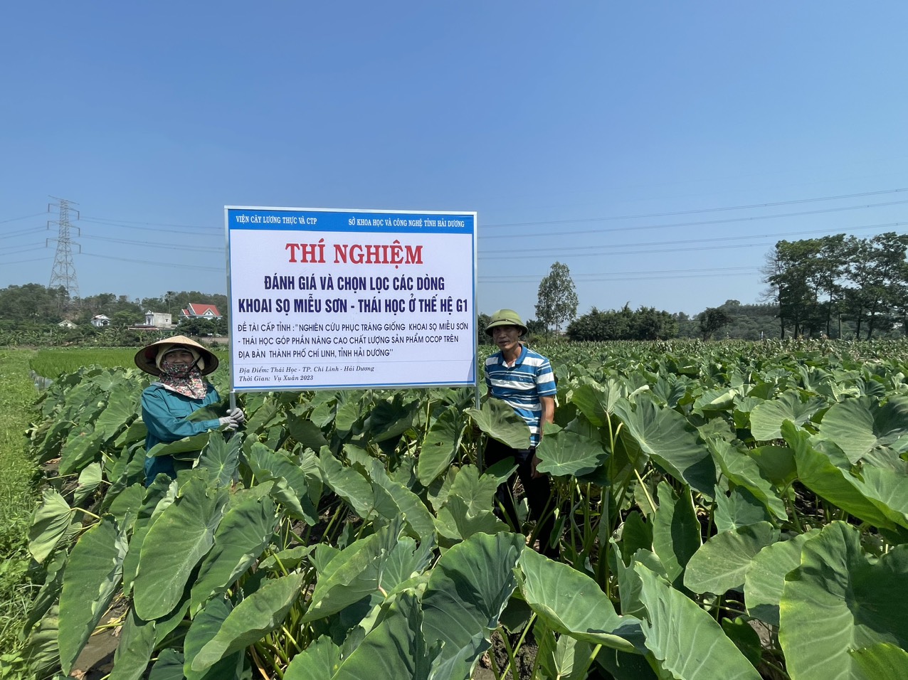 Nghiên cứu phục tráng giống khoai sọ Miễu Sơn – Thái Học góp phần nâng cao chất lượng sản phẩm OCOP trên địa bàn thành phố Chí Linh, tỉnh Hải Dương