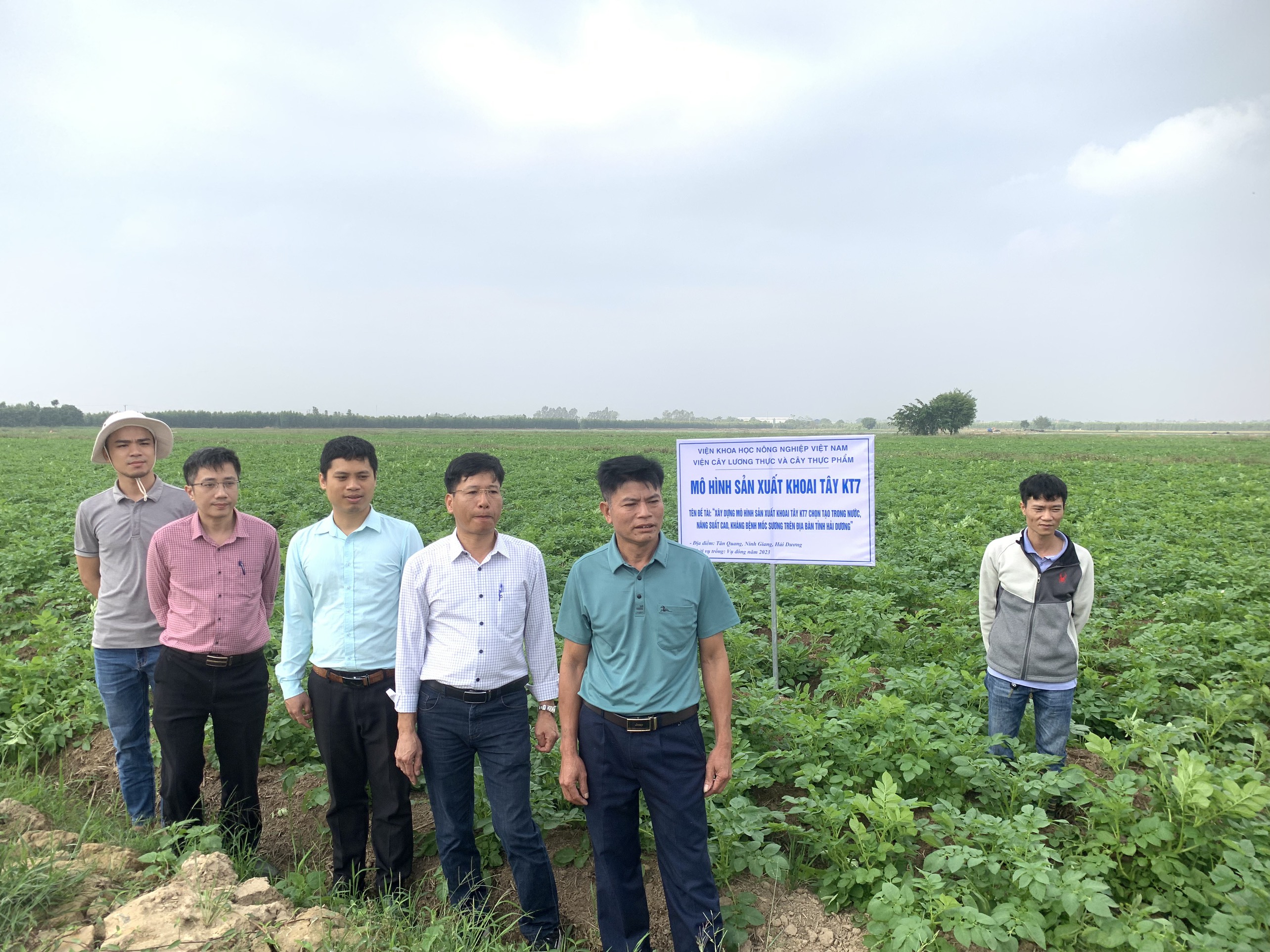 Kết quả xây dựng mô hình sản xuất khoai tây KT7  trên địa bàn tỉnh Hải Dương năm 2023
