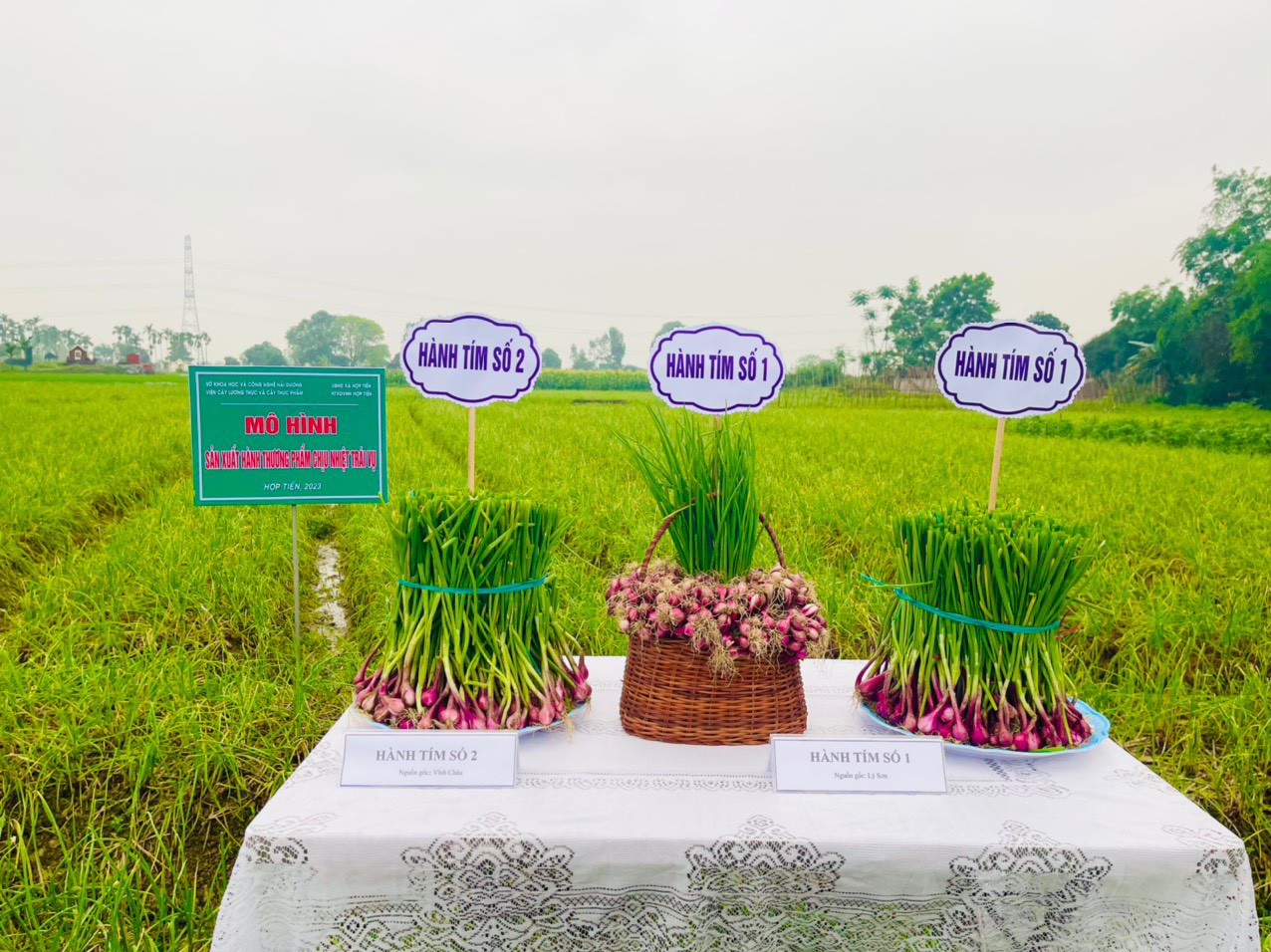 Hội thảo, tham quan đánh giá thực địa mô hình sản xuất hành thương phẩm chịu nhiệt trái vụ tại xã Hợp Tiến Nam Sách Hải Dương