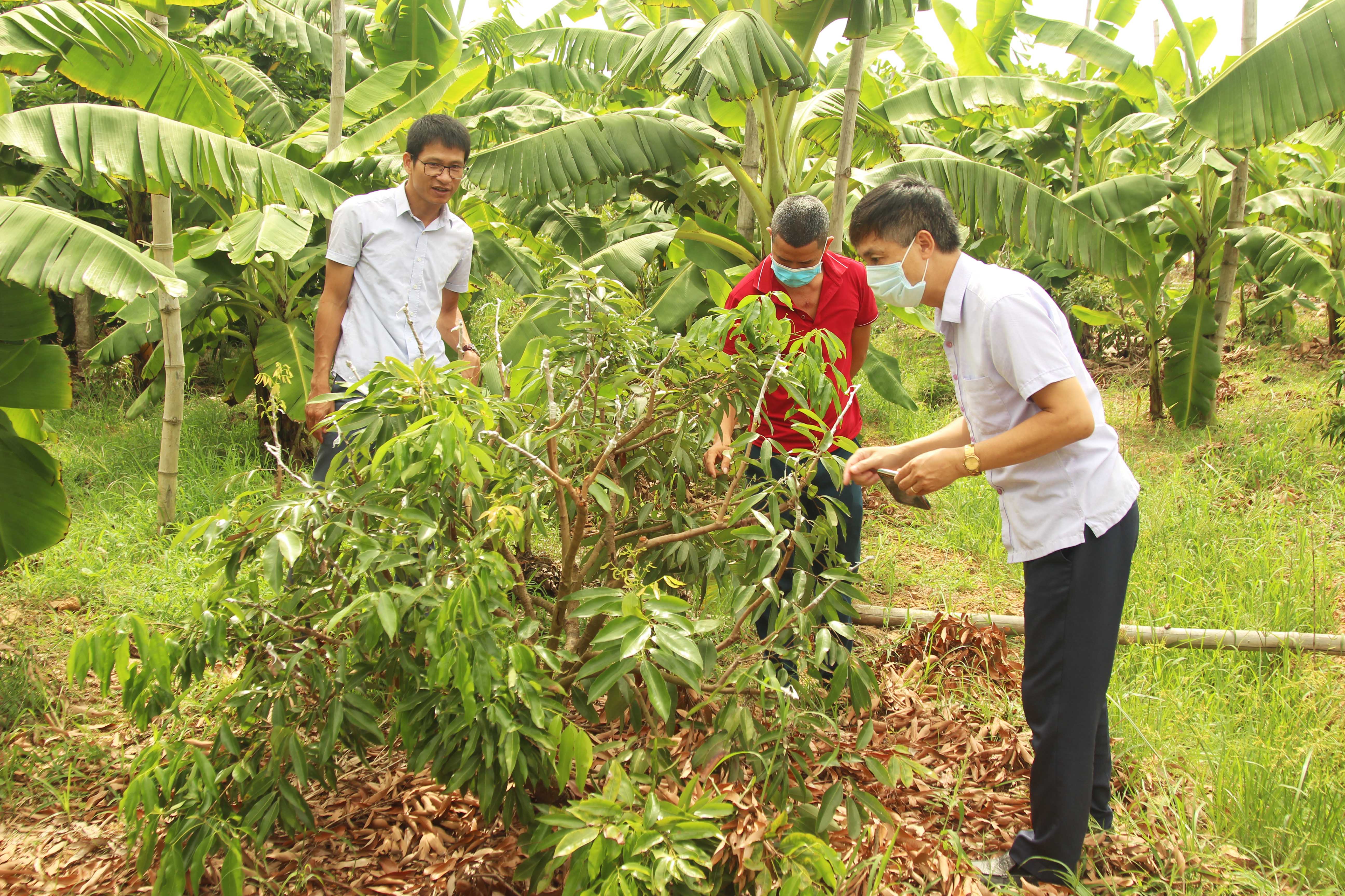 Giống vải chín sớm PH40 bước đầu sinh trưởng và phát triển thuận lợi tại Hải Dương