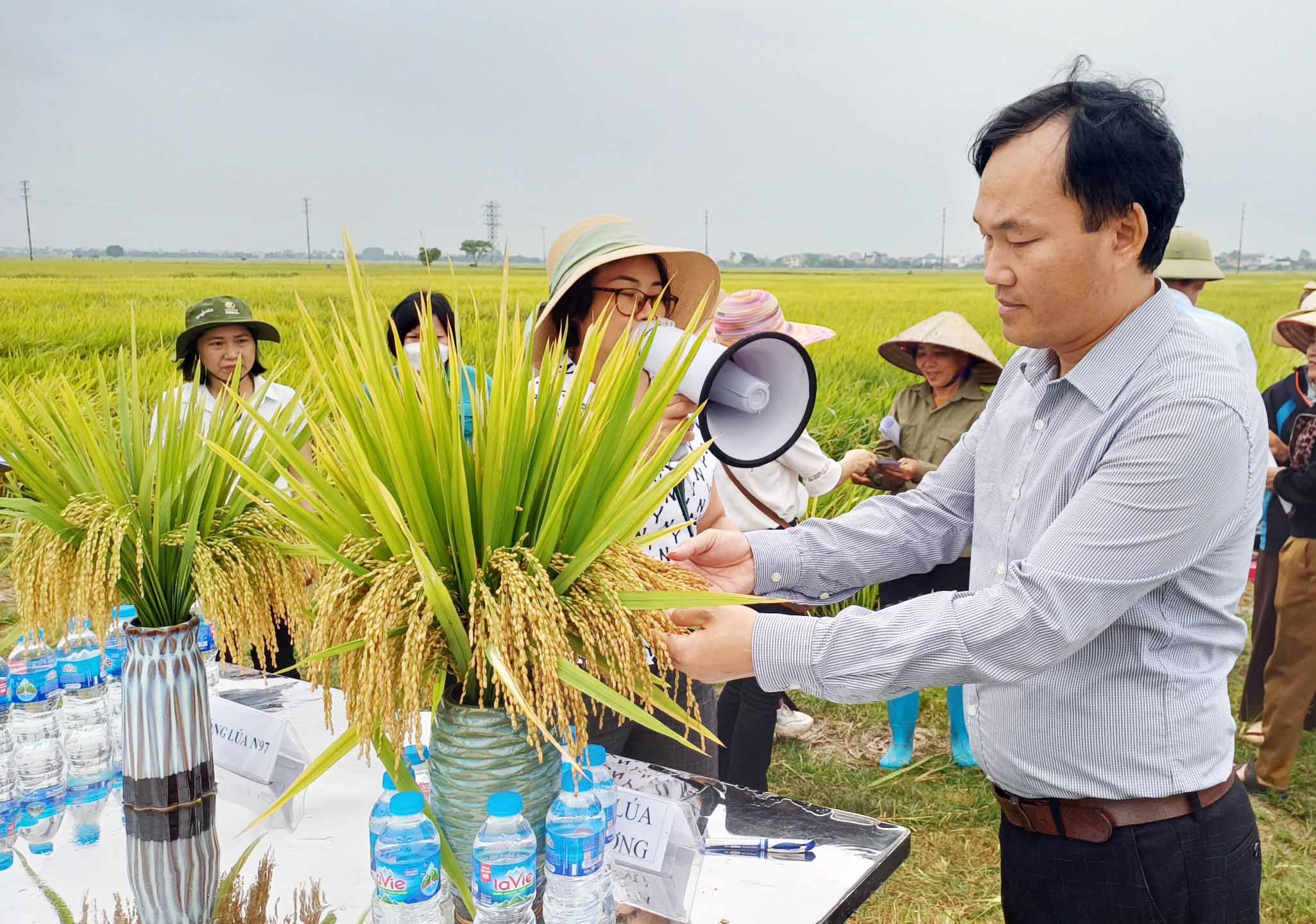 Chuyển giao ứng dụng tiến bộ trong sản xuất lúa Nếp Hương