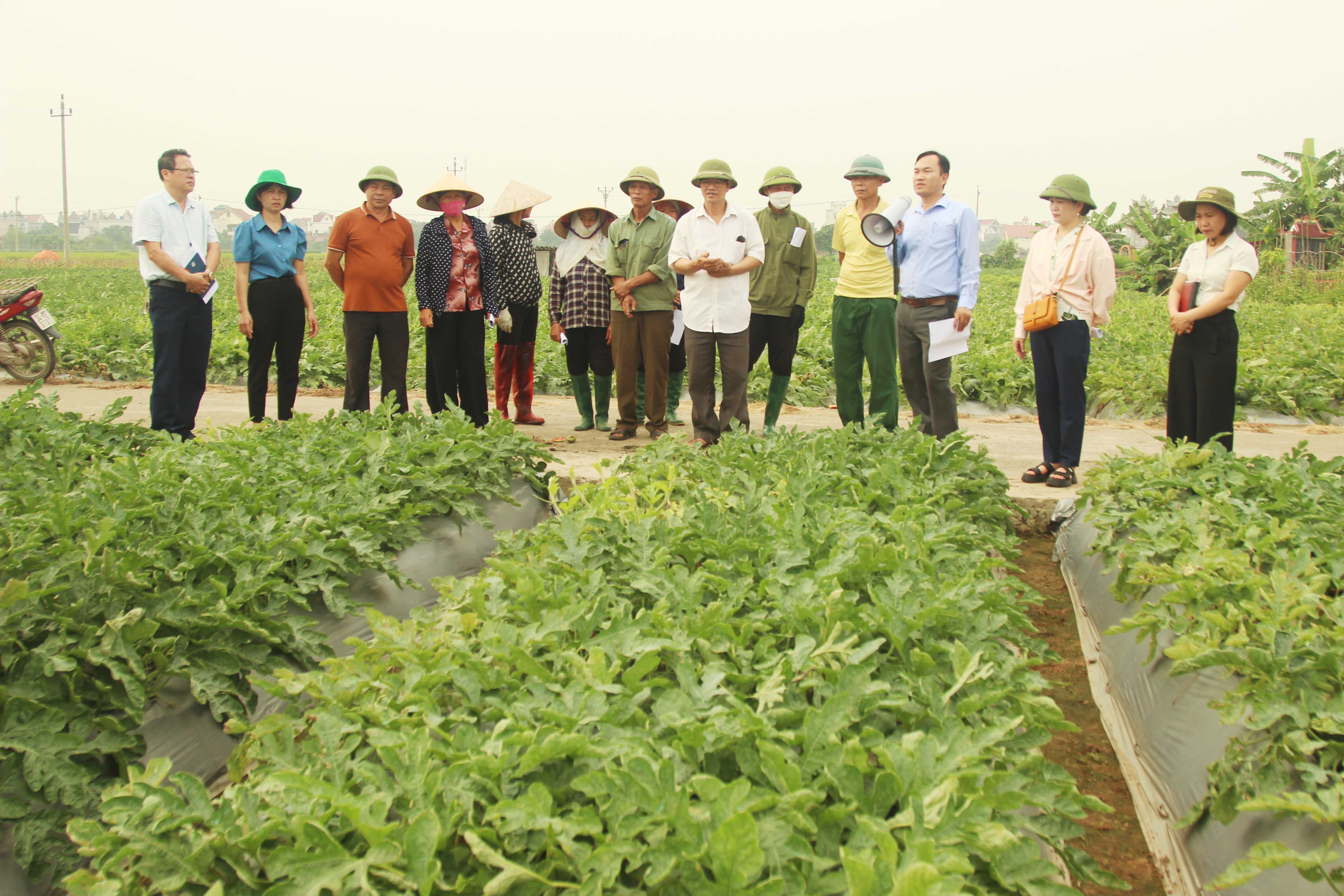 Mô hình sản xuất dưa hấu AD 070 cho hiệu quả kinh tế cao