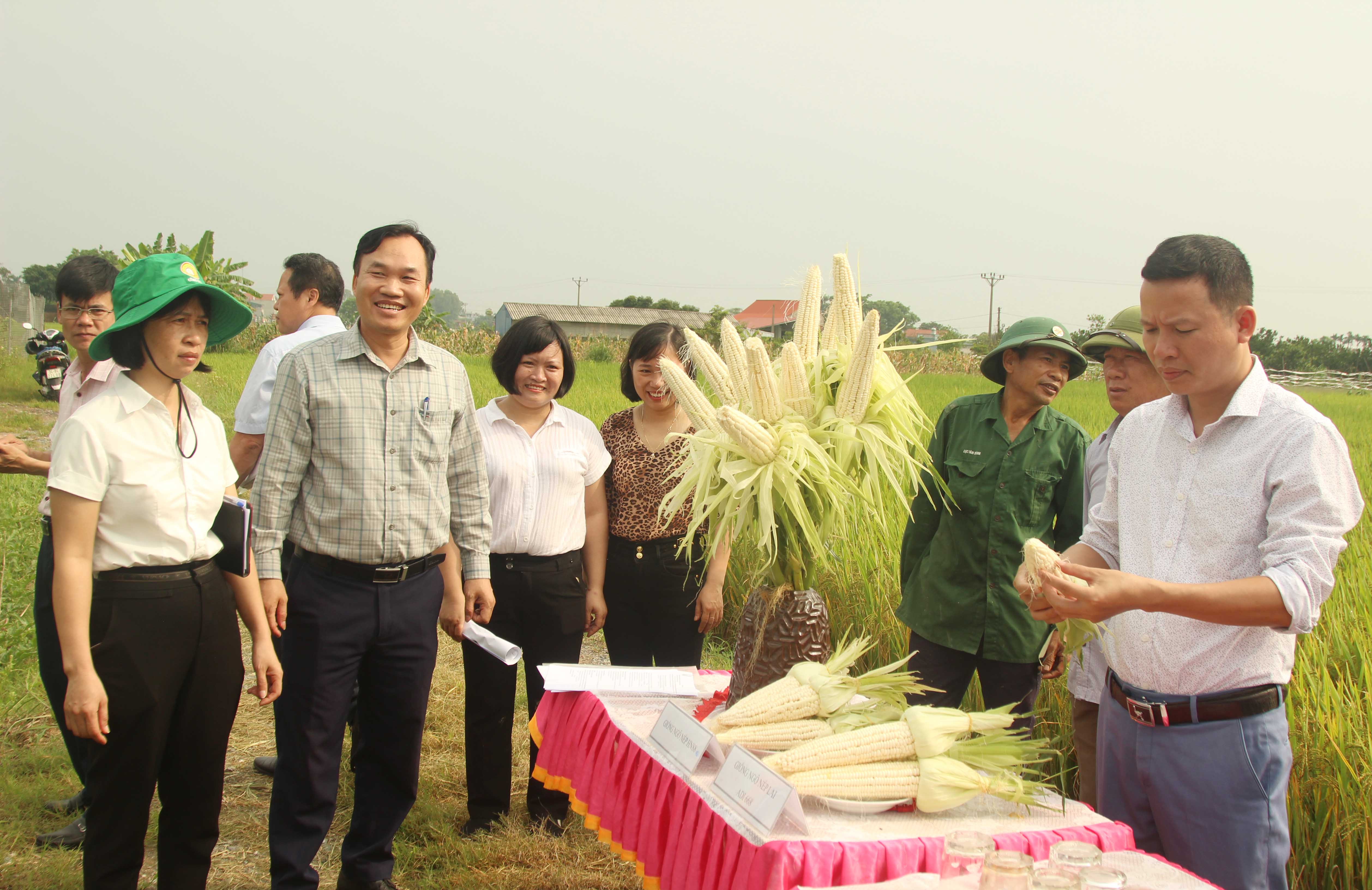 Mô hình ngô nếp lai ADI 668 cho hiệu quả kinh tế cao