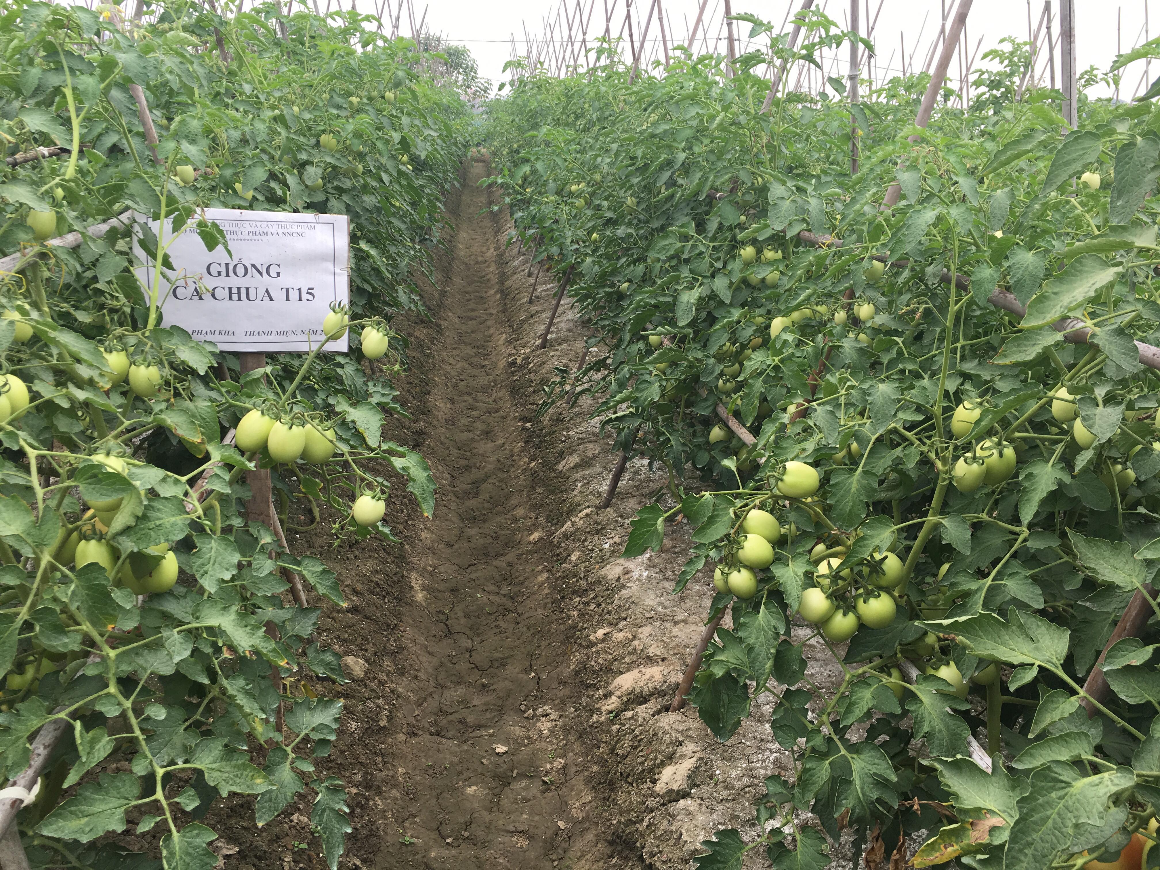 Video: Chuyển giao ứng Quang phổ ánh sáng vào sản xuất hoa và cây ăn quả trên địa bàn tỉnh