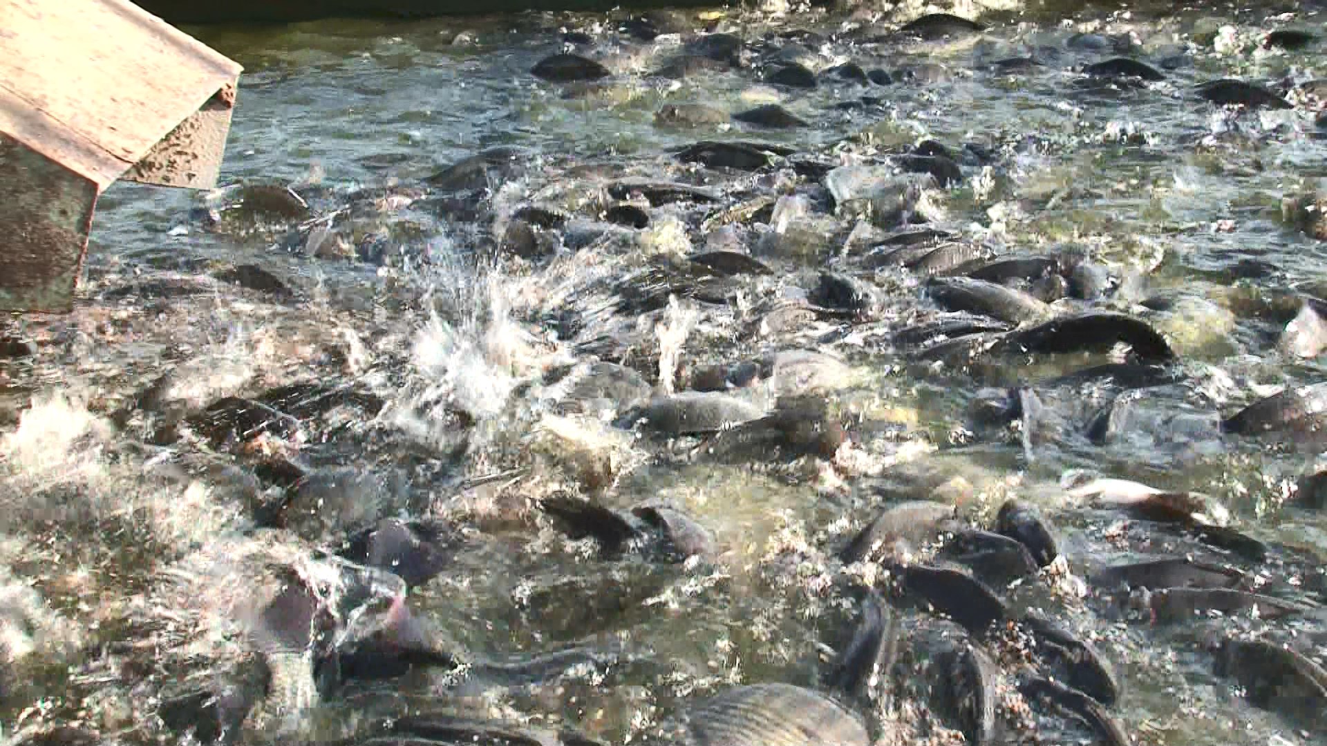 Video: Ứng dụng kỹ thuật công nghệ nuôi cá nước ngọt theo công nghệ