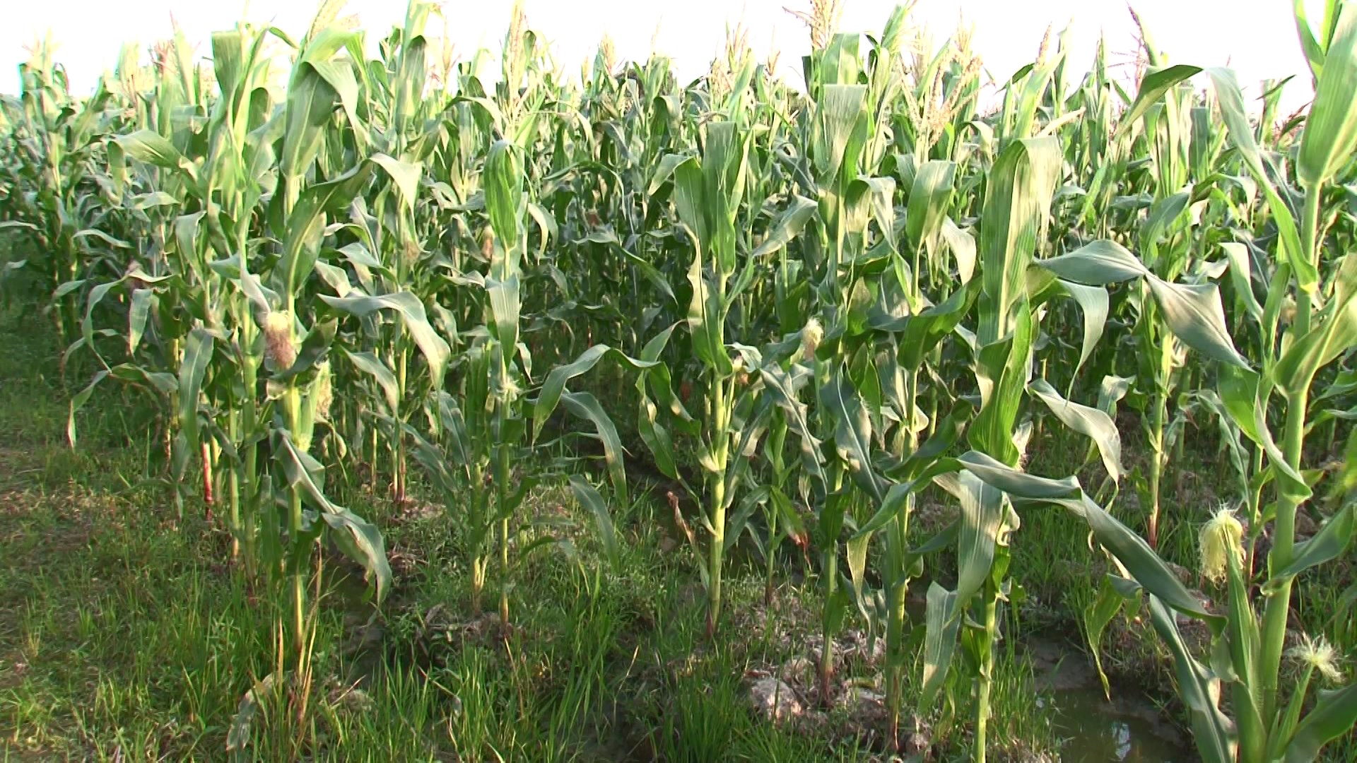 Video Clip về thực hiện thực hiện Đề tài sản xuất giống Ngô trắng và Ngô tím