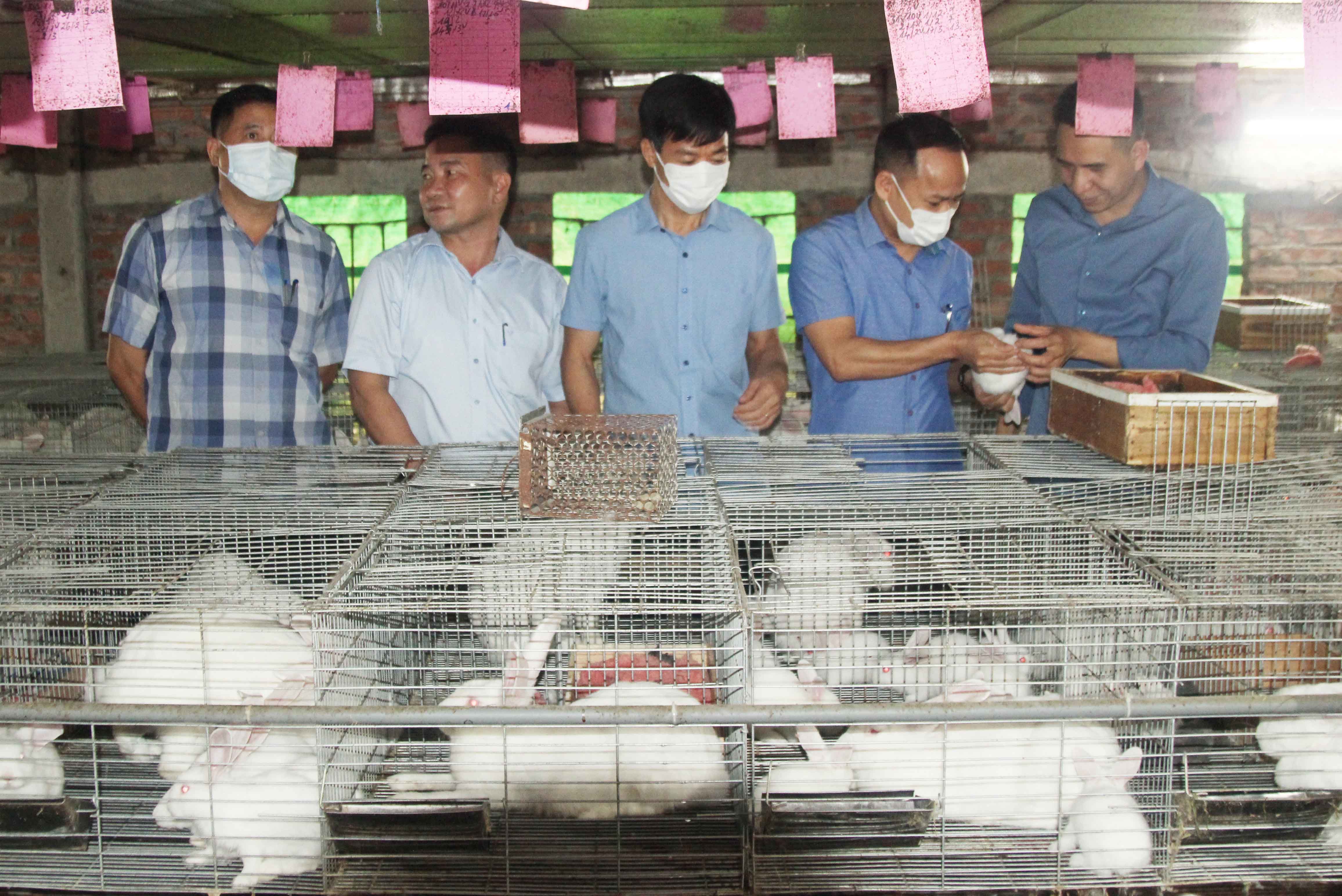 Mô hình nuôi thỏ Newzealand theo hướng liên kết tiêu thụ sản phẩm