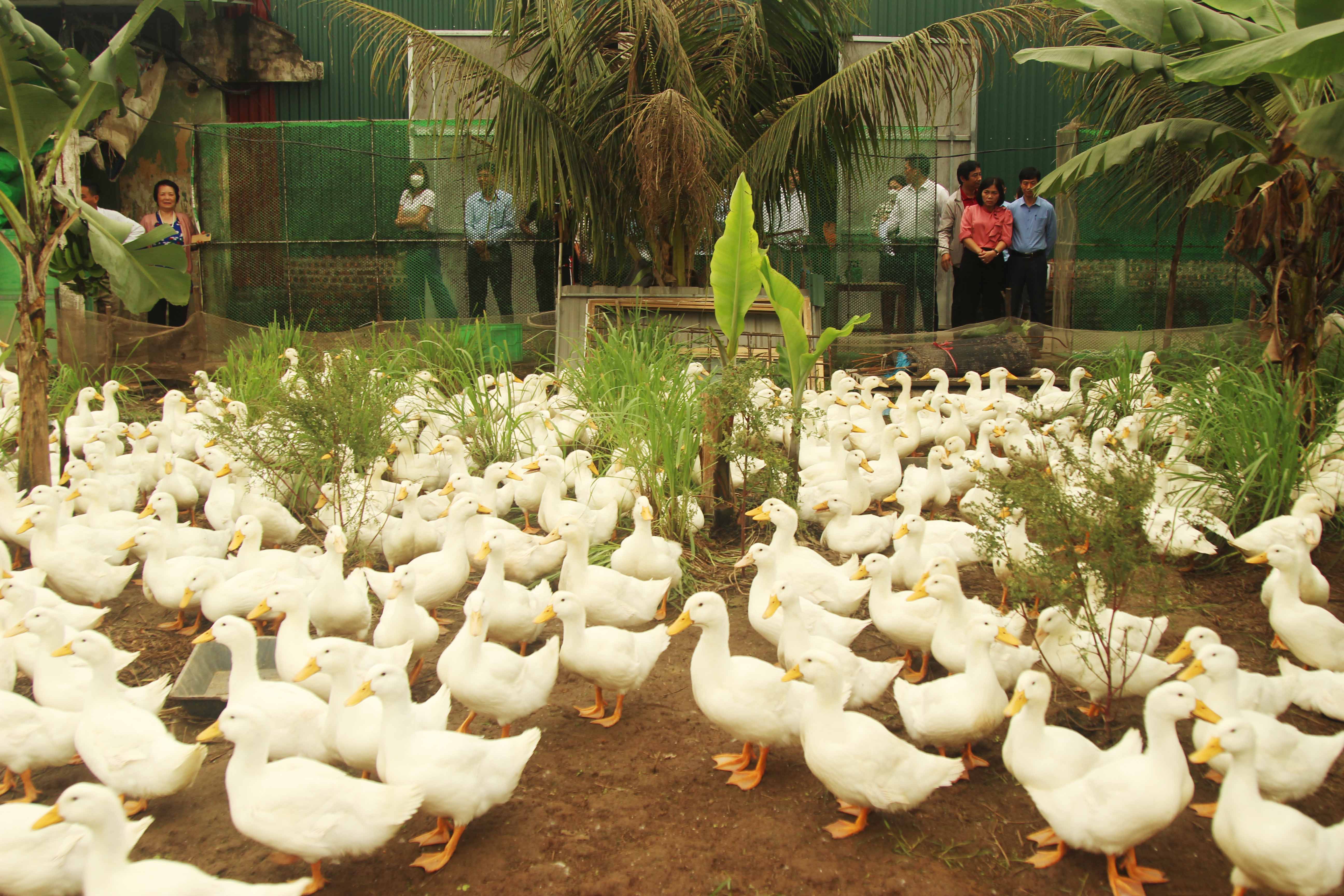 Mô hình chăn nuôi vịt thương phẩm SHST53 và CT1234 theo hướng an toàn sinh học