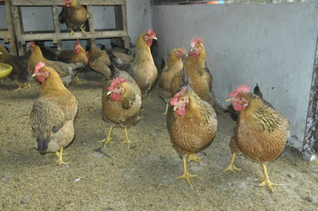 Gà lông màu VBT1, hứa hẹn nhiều đặc tính ưu việt