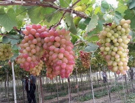 Lai tạo thành công giống nho mới ít hạt