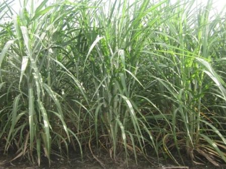 Giống mía lai VN 09-108