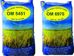 Phát triển lúa gạo trong bối cảnh biến đổi khí hậu ở Việt Nam