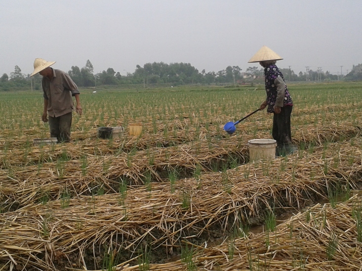 Kinh nghiệm thâm canh hành củ