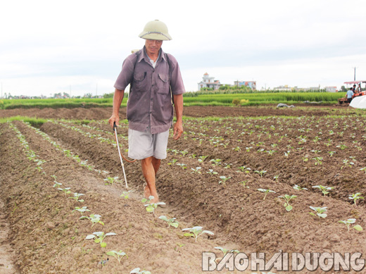 Theo điều tra của Chi cục Bảo vệ thực vật, trong 100 người sử dụng thuốc bảo vệ thực vật  thì có 15 người vi phạm nguyên tắc sử dụng khiến thuốc không phát huy hiệu quả