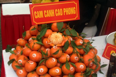 Những kiến thức cơ bản về chỉ dẫn địa lý