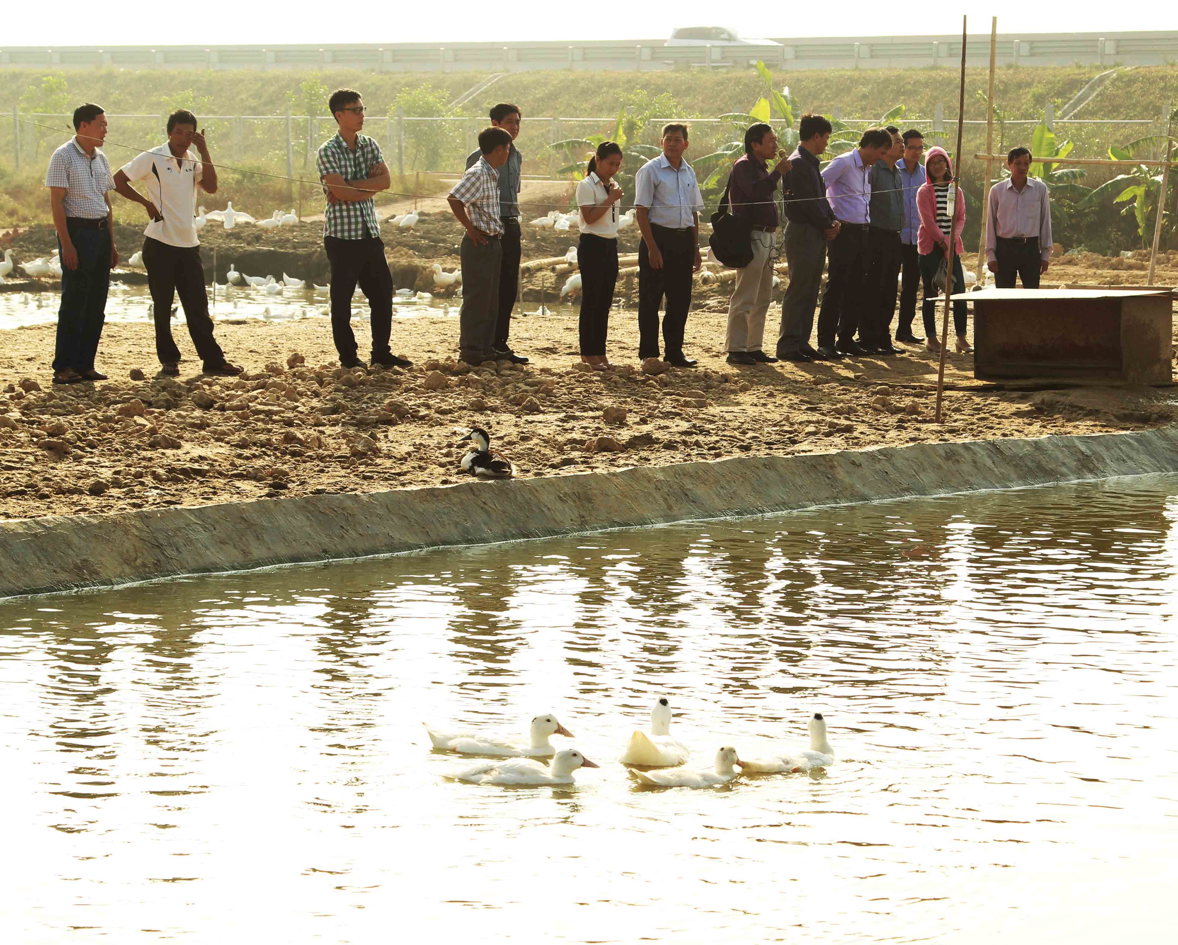Hải Dương: Nhân rộng mô hình chăn nuôi gia cầm và thủy cầm sử dụng đệm lót sinh học Balasa